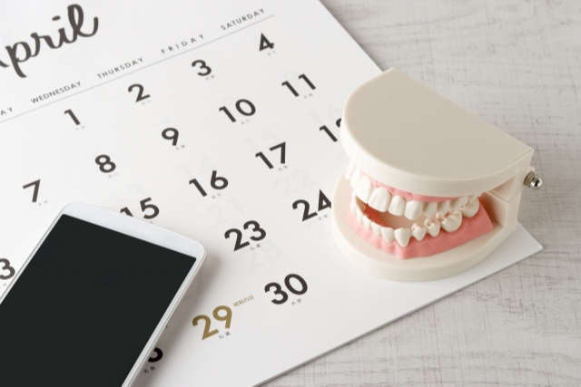 歯の模型とカレンダー